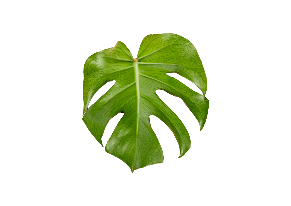 Inicio 2 Leaf
